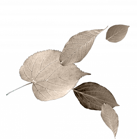 LEAVES_CREAM LEAVES_CREAM